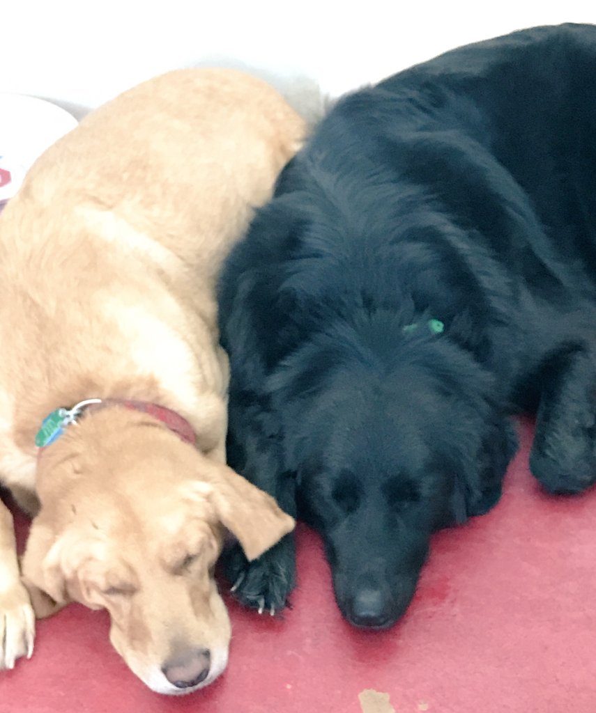JenConroy's tweet photo. My puppies are sleeping peacefully at the sitters after playing with their friends.
#redbarnandbiscuit #ACTime https://t.co/zyapd95y6w