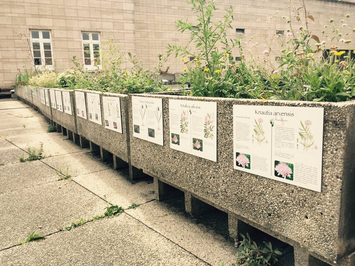 axellevaneyll1's tweet photo. Discovering #potage-toît, a vegetable garden on the roof of #albertine. Incredible impact on insects and birds #ourjob2 #CSR https://t.co/GZLgGqDKOX