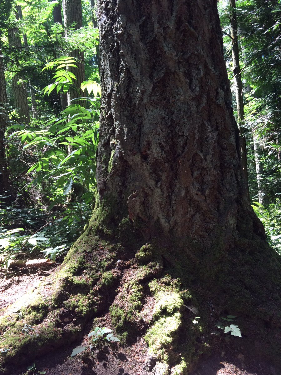Jennife23599995's tweet photo. Seattle has some cool trees!This forest had ancient old growth Douglas Fir...the sign said so. https://t.co/wGfLVUZwns
