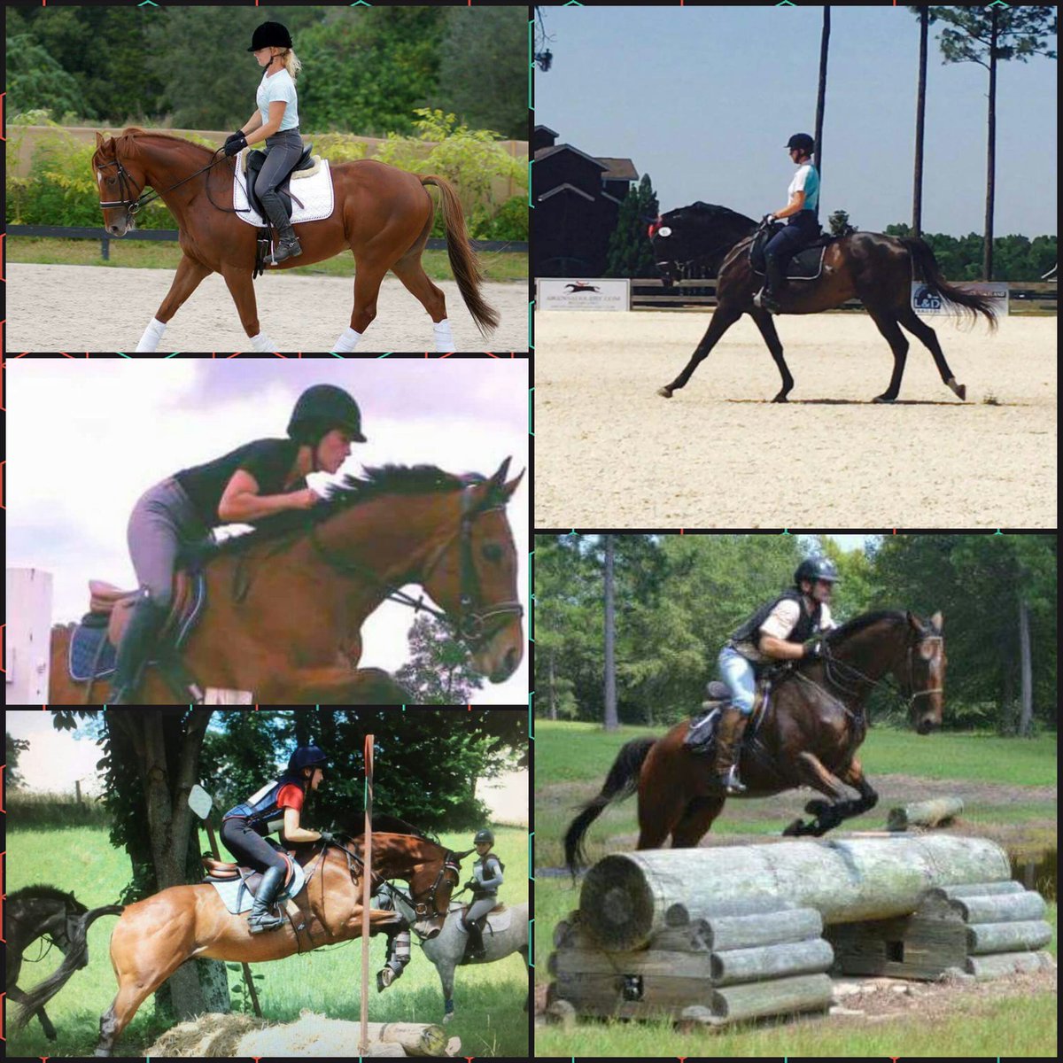 lisaky72's tweet photo. @NYSmile3 @ReRunOTTB set up full time  operations in NY and we love it! https://t.co/EivGbgSfMN