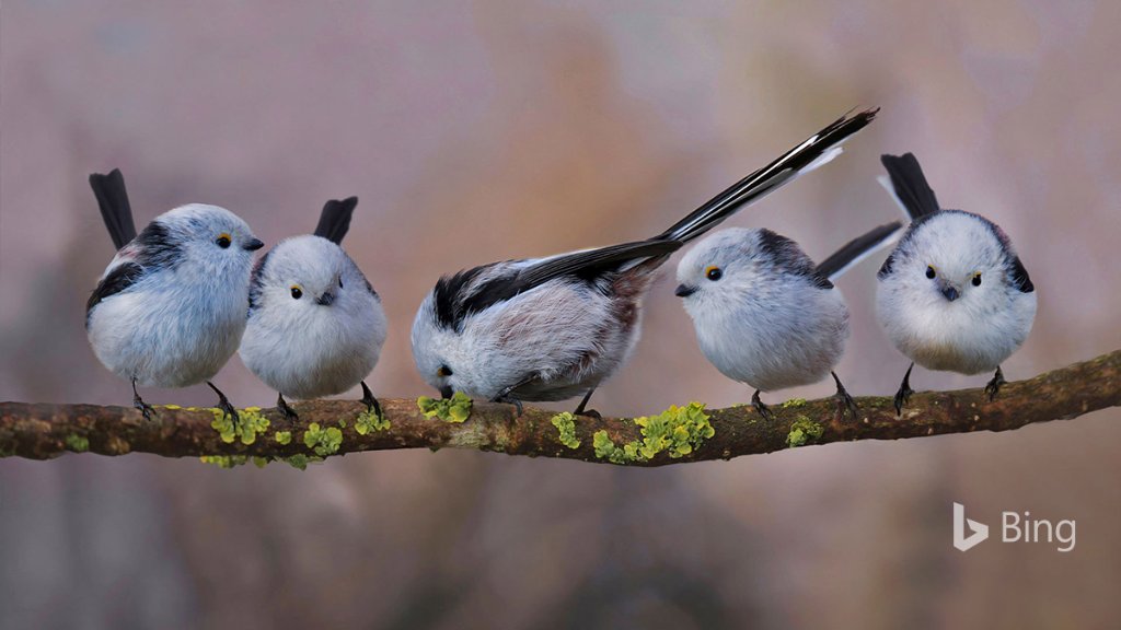 Adorable long-tailed tits assemble on a branch in Erding, Germany. Bing.com