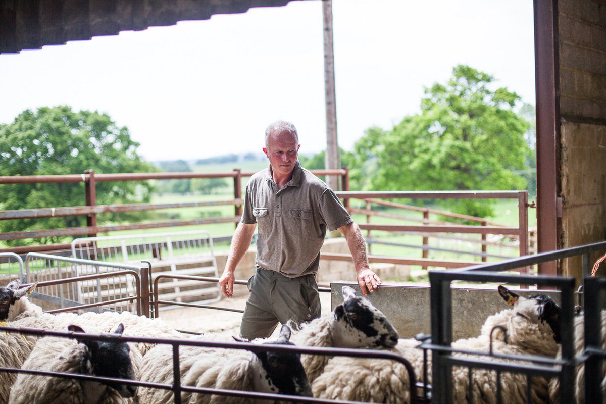 harefarm's tweet photo. Shearing time @mulesheep Photos by @sallymapple #muletegs #coatsoff #shearing2017 #sheepfarming #farmstay https://t.co/DEMVzSYM55