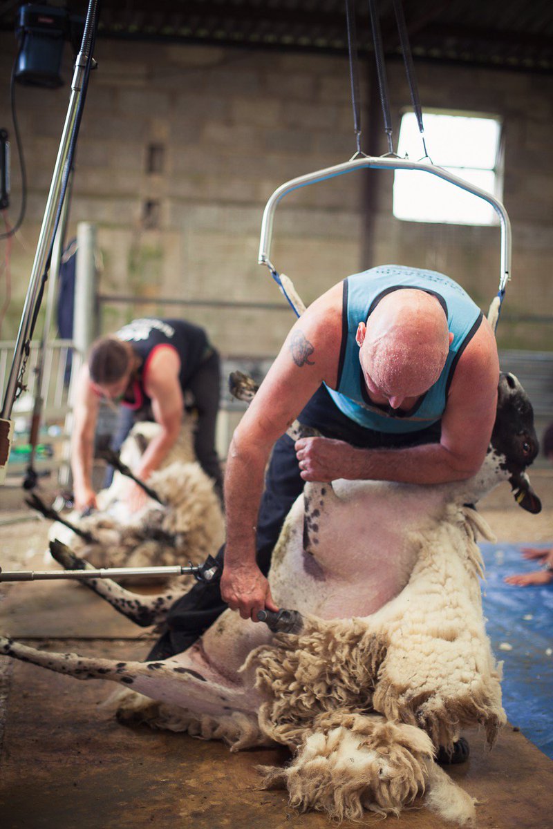 harefarm's tweet photo. Shearing time @mulesheep Photos by @sallymapple #muletegs #coatsoff #shearing2017 #sheepfarming #farmstay https://t.co/DEMVzSYM55