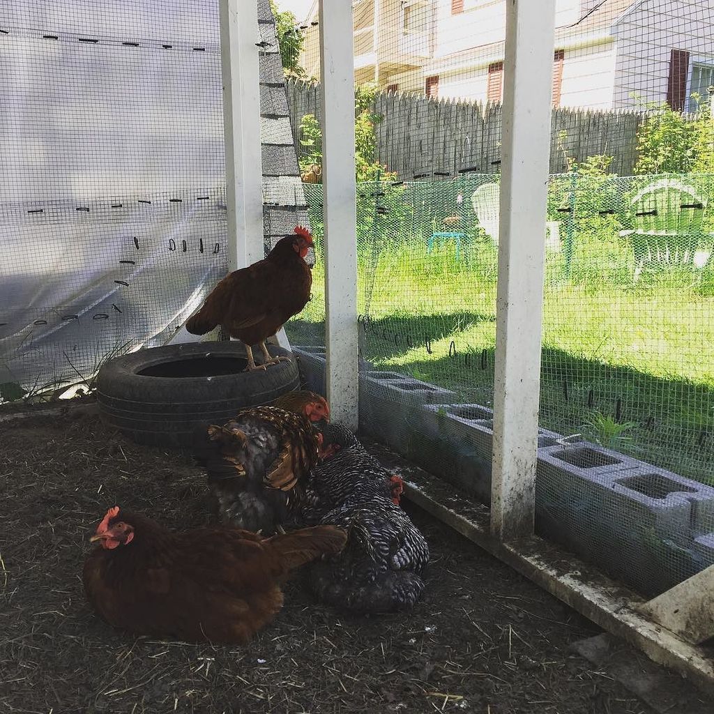 ConsciousHomeVT's tweet photo. #flock is hanging out in the shade of their run... the sun is out and shining bright... few clouds in the sky. https://t.co/hqIJitQPGZ https://t.co/cw5lKkExCL