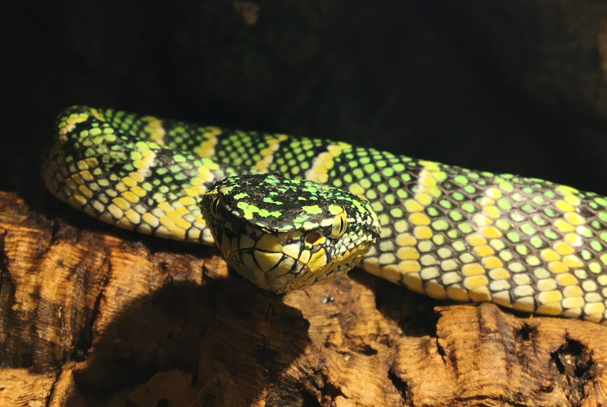 爬虫類ショップ マスターオブドラゴン ボルネオ産 ヨロイハブ Wagler S Pit Viper 公開です 横浜市健動指令第192号 こちらは有毒ヘビなので展示のみです 販売は一切出来ませんのでご了承下さい 告知 来週も18禁2便目として大物が2種 爬虫類ショップ マスターオブドラゴン ボルネオ産 ヨロイハブ Wagler S Pit Viper 公開です 横浜市健動指令第192号 こちらは有毒ヘビなので展示のみです 販売は一切出来ませんのでご了承下さい 告知 来週も18禁2便目として大物が2種