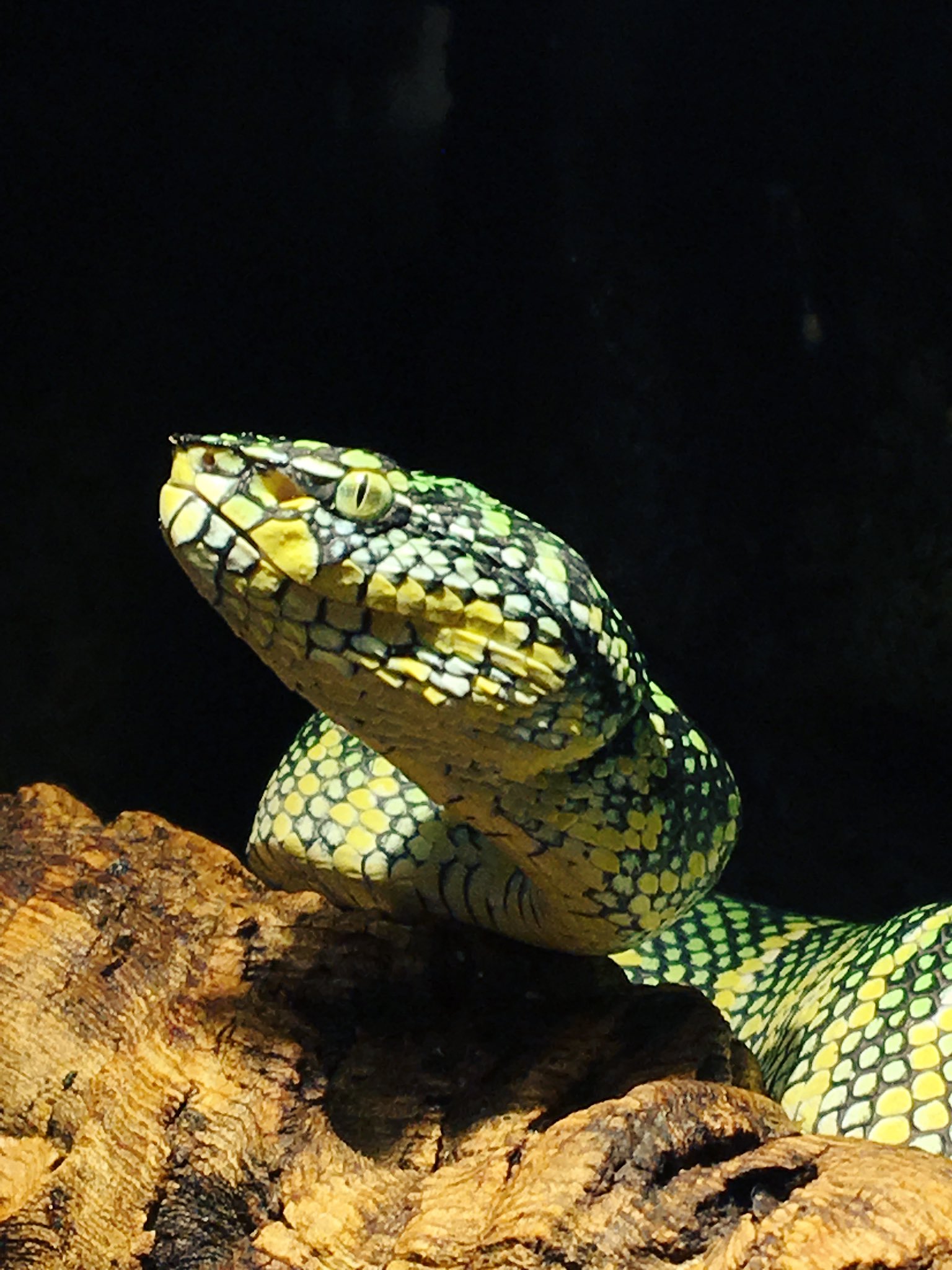 爬虫類ショップ マスターオブドラゴン ボルネオ産 ヨロイハブ Wagler S Pit Viper 公開です 横浜市健動指令第192号 こちらは有毒ヘビなので展示のみです 販売は一切出来ませんのでご了承下さい 告知 来週も18禁2便目として大物が2種 爬虫類ショップ マスターオブドラゴン ボルネオ産 ヨロイハブ Wagler S Pit Viper 公開です 横浜市健動指令第192号 こちらは有毒ヘビなので展示のみです 販売は一切出来ませんのでご了承下さい 告知 来週も18禁2便目として大物が2種