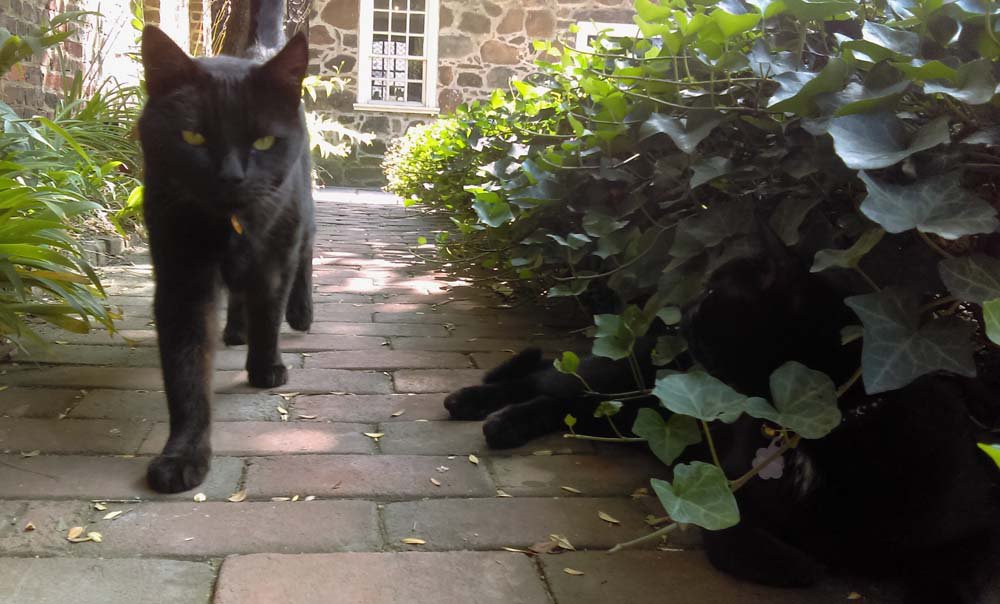 Edgar the #PoeMuseumCat about to get a surprise from his brother Pluto at the #PoeMuseum #RVA. #MewseumMonday #CatsOfTwitter