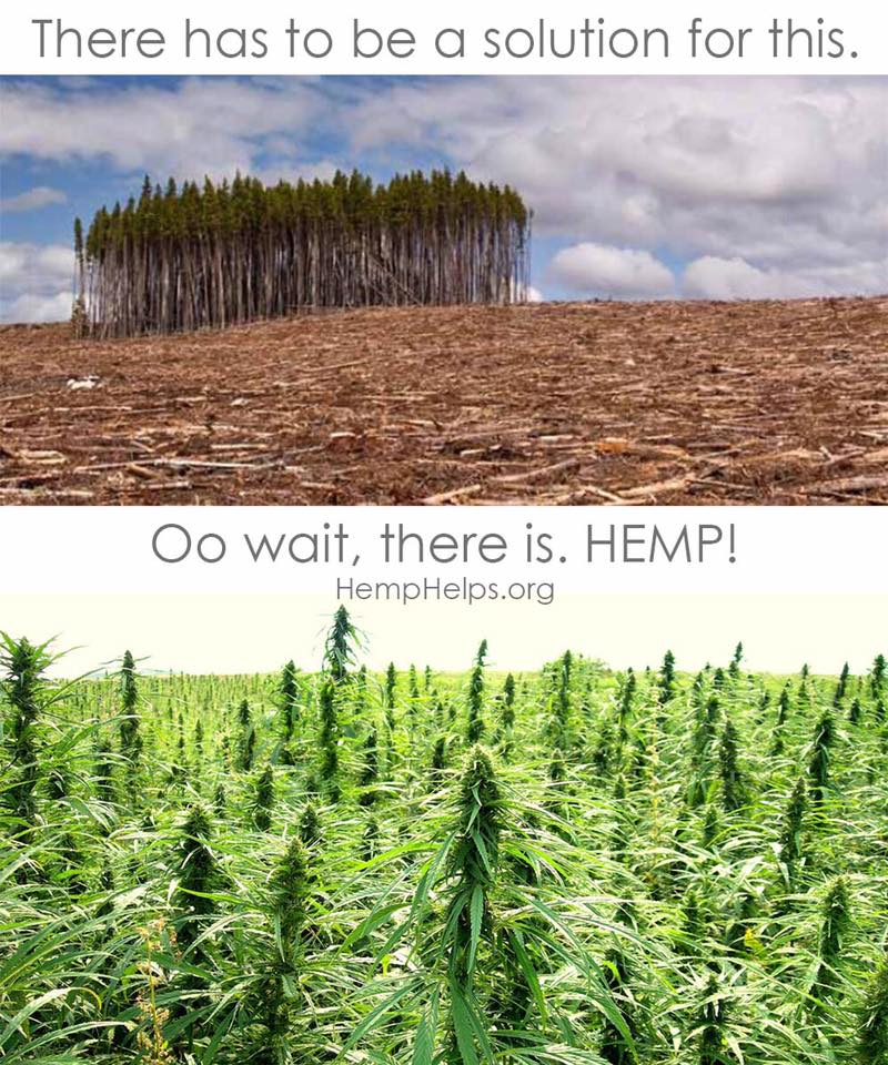 votehemp's tweet photo. #Hemp matures in as little as 100 days.. What do you think we should use to make paper with?

#HempWeek https://t.co/xjE7S1UkjW