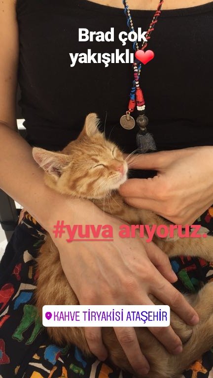 Bu yakışıklıyla #cafe de tanıştık. #yuva arıyoruz! #kedi #kedisever