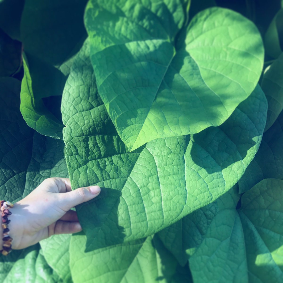 LocalPlantPro's tweet image. Pathos vine lead bigger than your head!