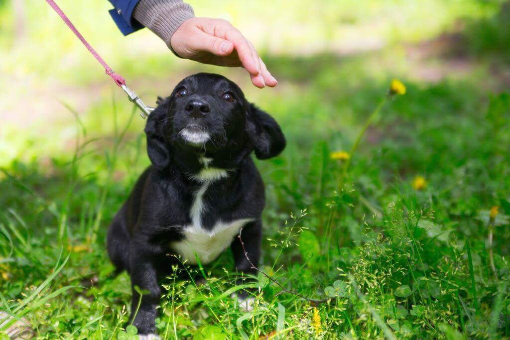 CLARA aus Moskau

<3 Bist DU meine neue Mami? <3

Name: Clara
Alter: 4 Monate
Größe: 25 cm
Gewicht: 8 kg