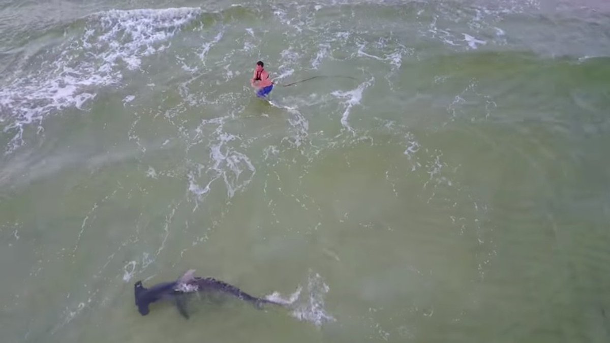 WATCH VIDEO Drone video captures man hauling in massive hammerhead shark on Florida beach bit.ly/2uCDm4m https://t.co/D4Sc9g1gwt