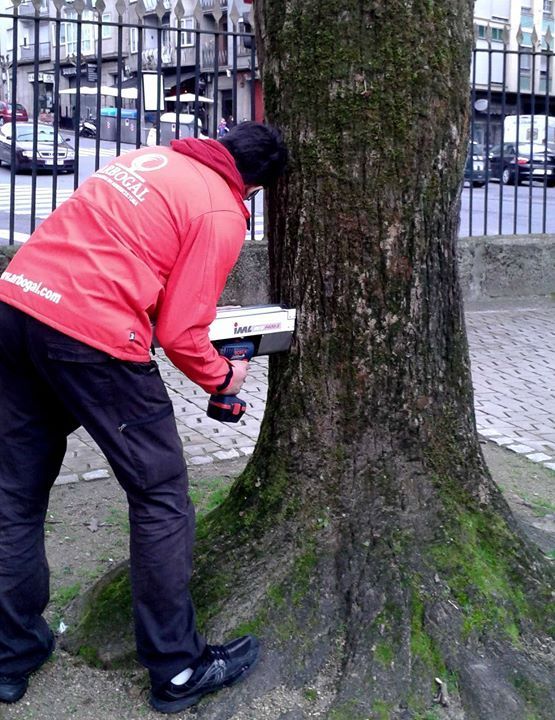 arbogalicia's tweet photo. Realizamos todo tipo de tratamientos y mantenimiento del arbolado. 🌳🌳🌳 Evaluación visual del arbolado y diagnóstico #QTRA https://t.co/WhE6Pi1zgh