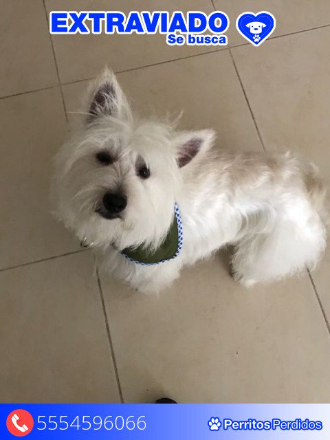 PPerdidosORG's tweet photo. #México #Perdido en Nezahualcoyotl (El Sol ).  Nombre: Oliver - Sexo: Macho - Raza: Terrier Blanco De West Highland - Teléfono: 5554596066 https://t.co/pMiSSpP29A