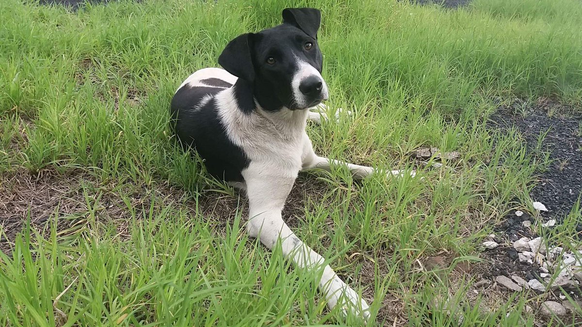 MIKKI  aus Wladikawkas

<3 Ich will den ganzen Tag nur SPIELEN!!! <3

Geschlecht: weiblich
Alter: 1 Jahr alt
Gewicht: 11 kg
Größe: 37 cm