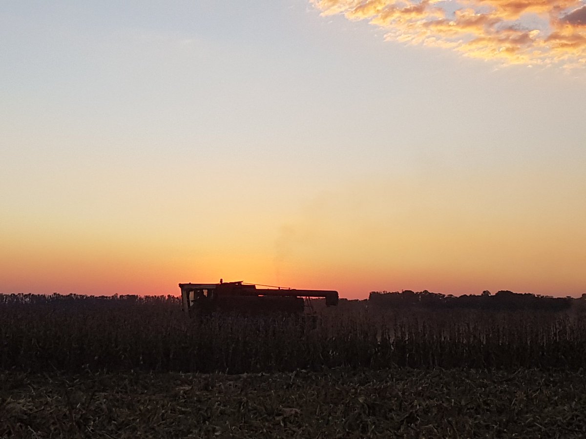 cbdemilo's tweet image. Busy harvesting the best crop of Maize ever !!! 138bush/ac