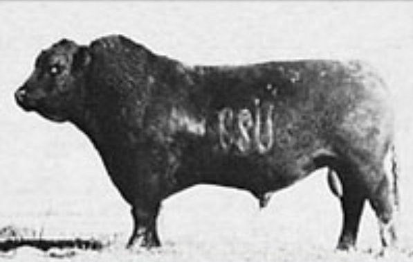 BlackandRedAN's tweet photo. #blackandredangus.com Independence day RARE Angus semen sale ends Wed July 5th. Email blackandredangus@outlook.com for listing. https://t.co/0fP243BDIy