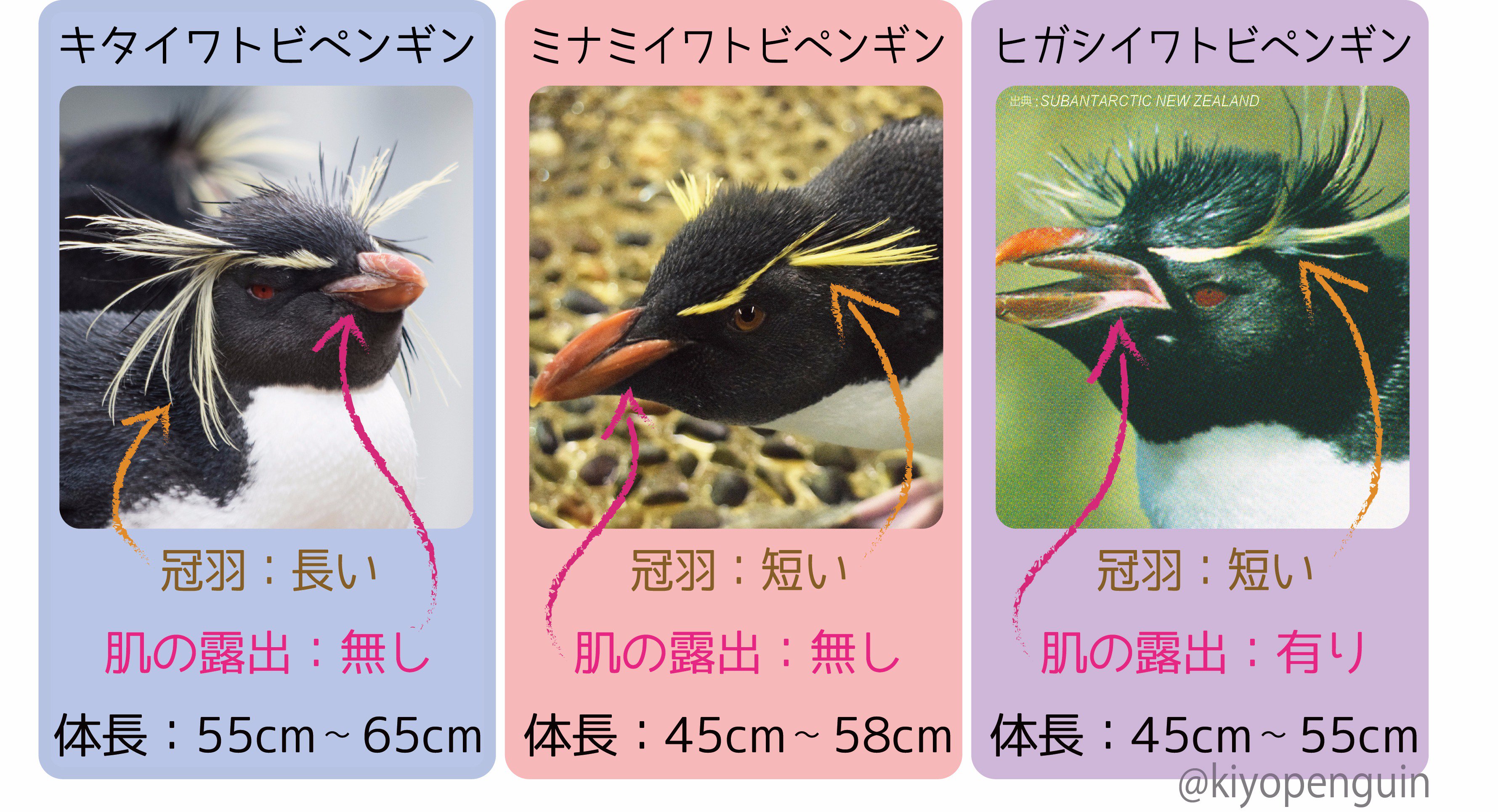 きぃ 鈴木 起世美 9月23日nzペンギンレポpdf発売 Thefakeman1 せっかくなので イワトビペンギン を実物で比較してみました やはり見分けポイントは冠羽とくちばし根元の肌露出部分ですね あとはキタが若干大きいという所でしょうか ペンギン