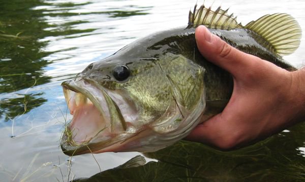 FishWildlifeON's tweet photo. Angling tip: Fish can smell sunscreen &amp; DEET. Wear it but keep it away from your line &amp; bait to keep reelin' 'em in https://t.co/jlrfM4nodc https://t.co/JOHUvmiyCu