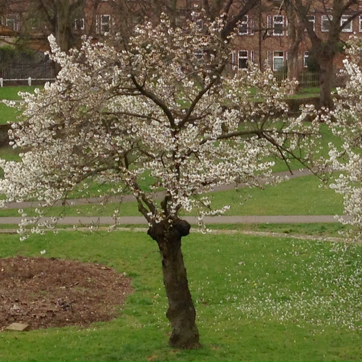 sequinsue's tweet image. Four seasons in one tree (part two)