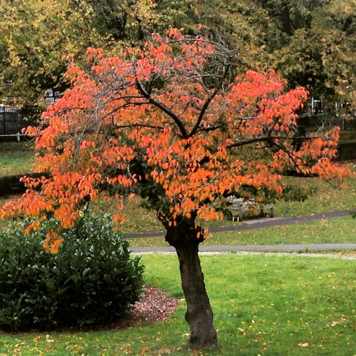 sequinsue's tweet image. Four seasons in one tree (part two)