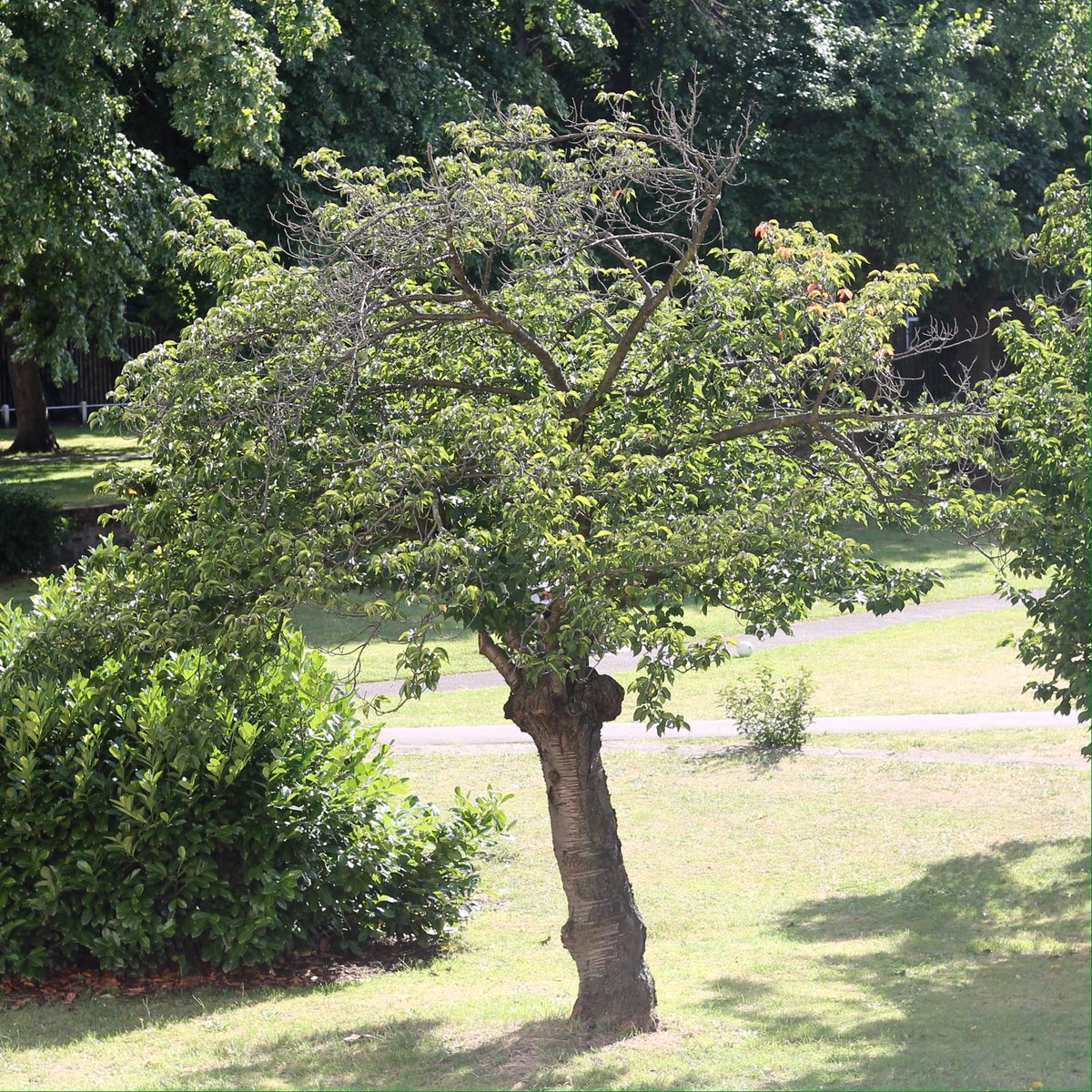 sequinsue's tweet image. Four seasons in one tree (part two)