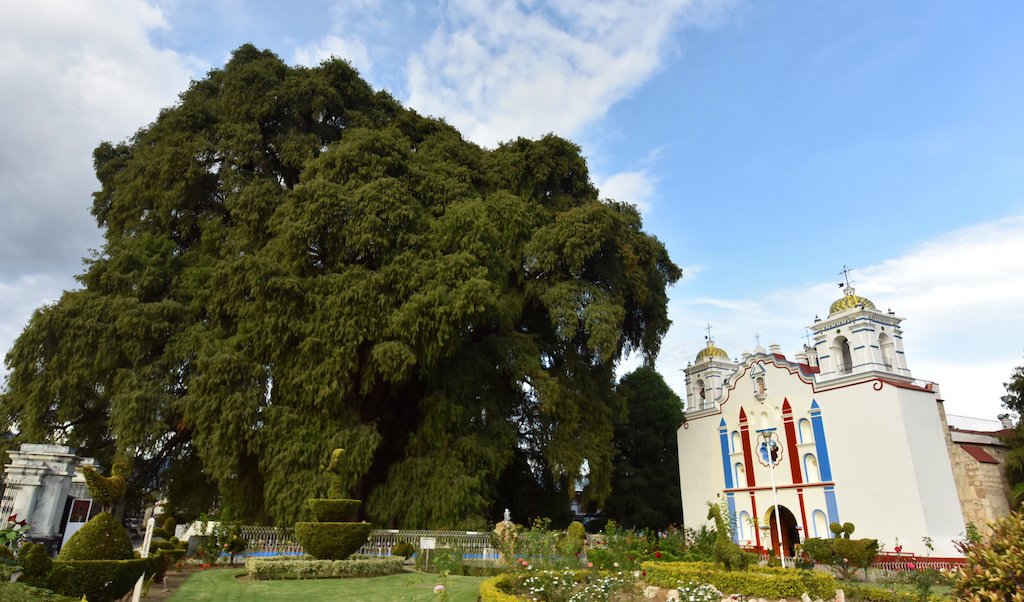 GIN Reforestation Group: 2012