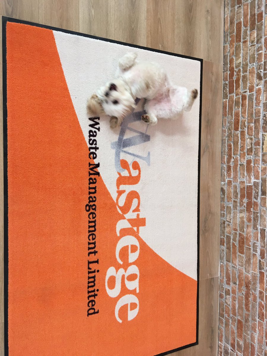 WastegeLimited's tweet photo. Marley is loving the new Matt ! https://t.co/sRKvQeisdM