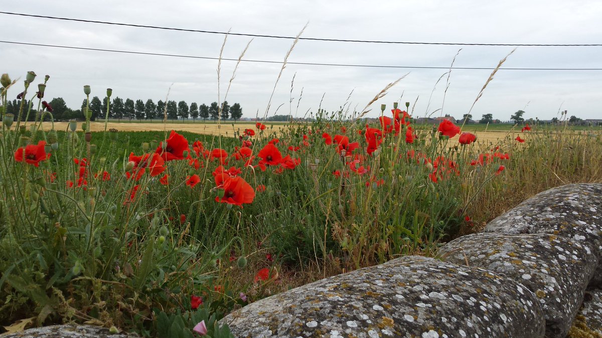 AnnievGansewink's tweet image. Met Dodengang #Diksmuide #loopgraven bezoek #Westhoek  afgesloten. Onder de indruk, ook door contrast vredig landschap/gruwelen Grote Oorlog