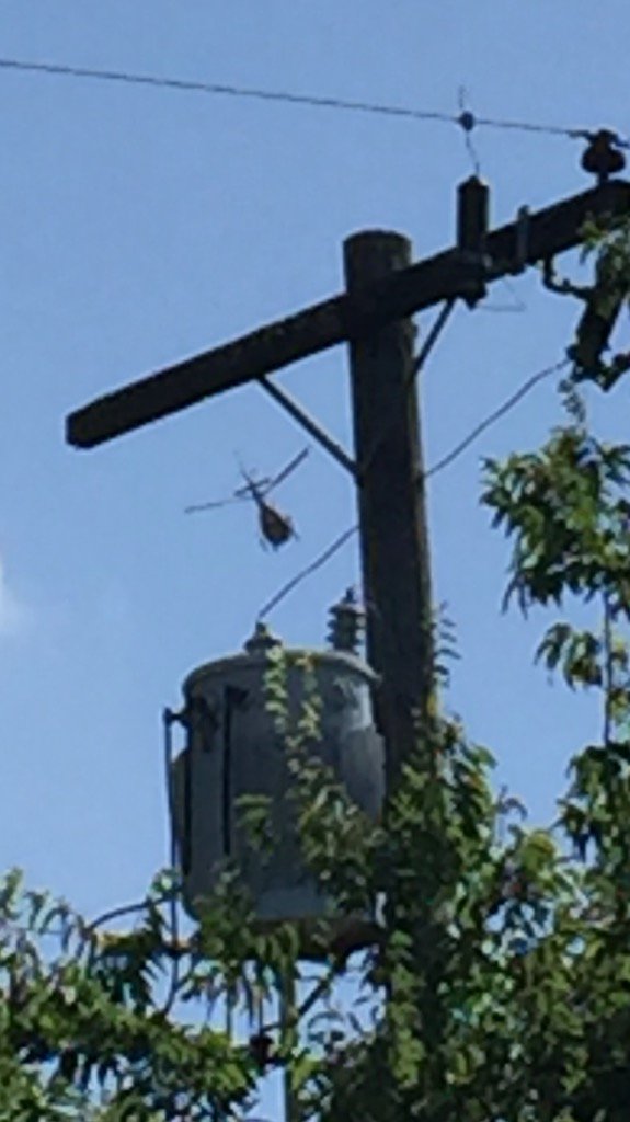 Happy 4th from Hartsdel! #manhunt