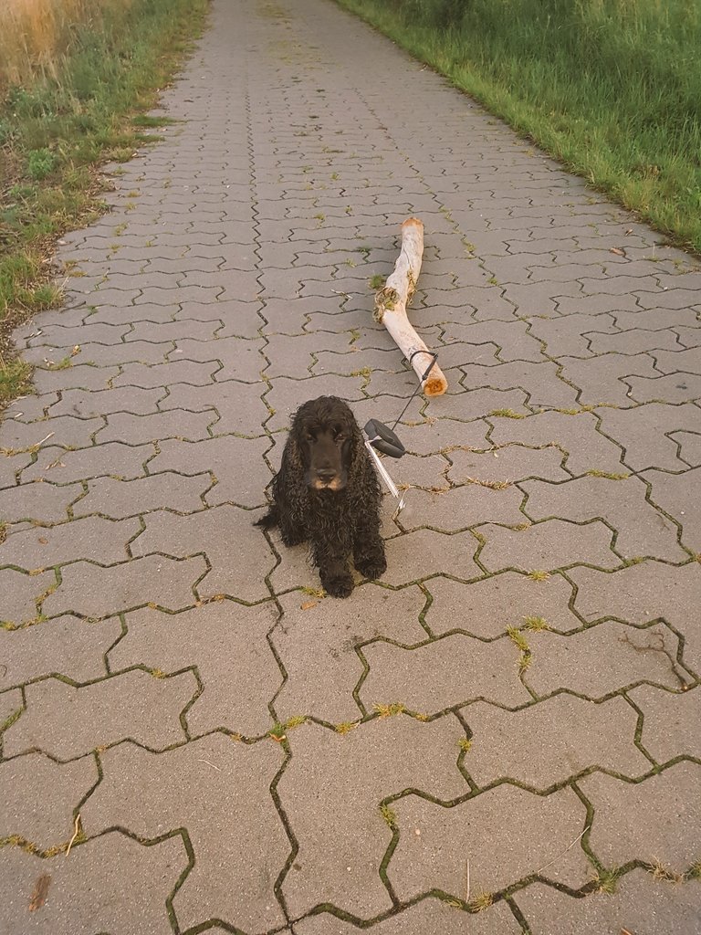 MolletNicu97's tweet image. 