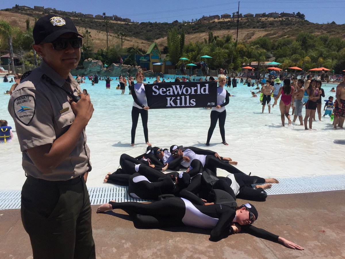 peta's tweet photo. HAPPENING NOW: "Orcas" at #SeaWorld's wave pool show how orcas are suffering &amp; dying in their tanks. https://t.co/cEAtVixFNn #FacebookLIVE https://t.co/025Kw8thpT