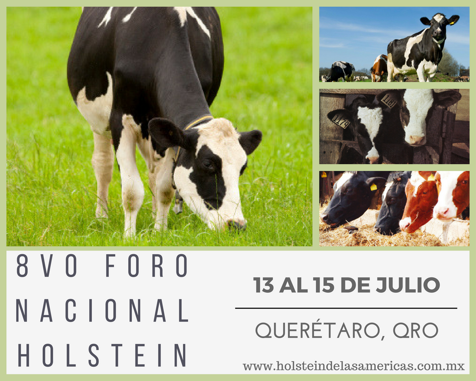 Holstein Américas tweet media