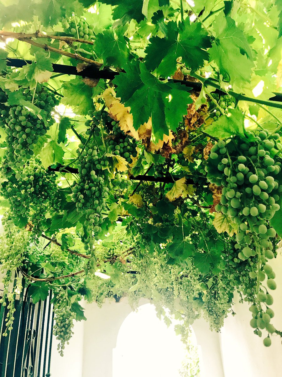YERBAGUENA's tweet photo. @iNNobleWineFest Dudas existenciales:
¿Si en mi casa tengo una PARRA, soy un #mayeto? @DerGuerrita @RaycoFdez  @CallejuelaVinos @Jaxgon https://t.co/iY4jukFoTd
