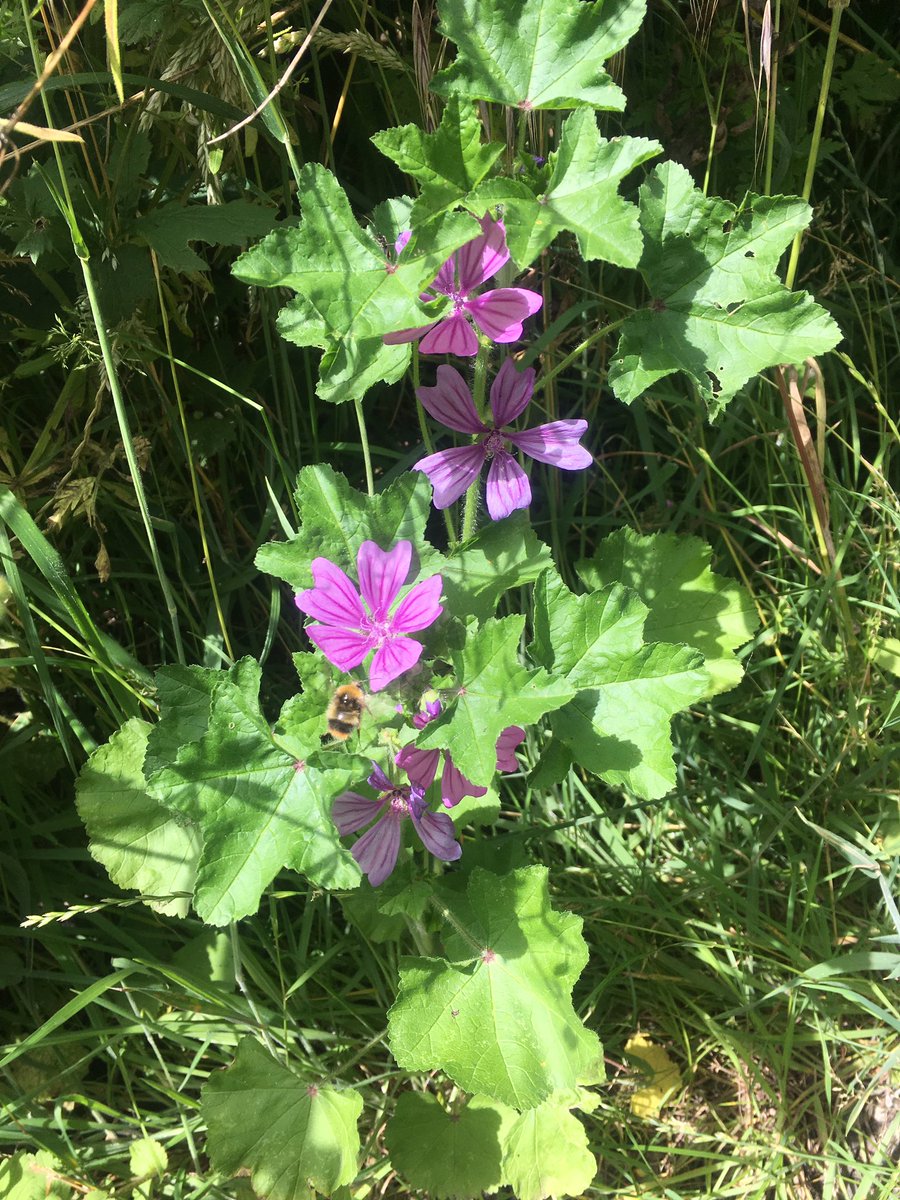 We have been out identifying plants today! 🌸 meet... mallow! #greenhero #hedgerow #summer #goodforskin #skincare #greenbeauty