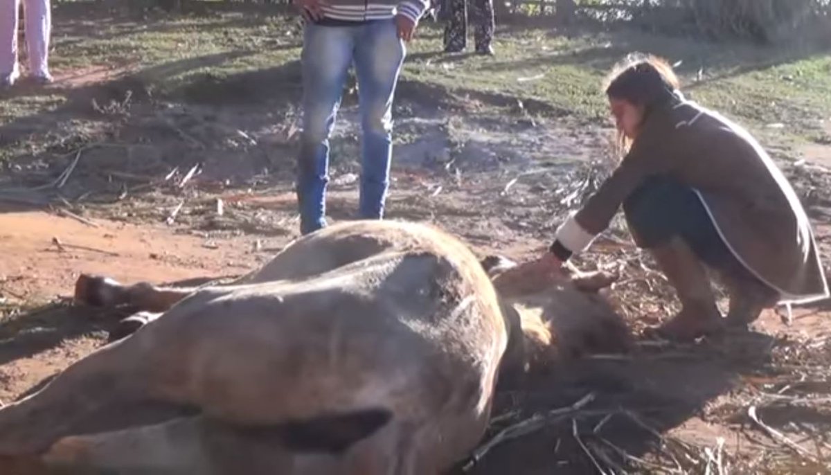 jornal_opopular's tweet photo. Mais de 40 cavalos são envenenados na zona rural; 23 morreram. Veja vídeo 🎥 https://t.co/5bpBJl3SOz #Investigação #Canaviais https://t.co/hGKFA8mAF7