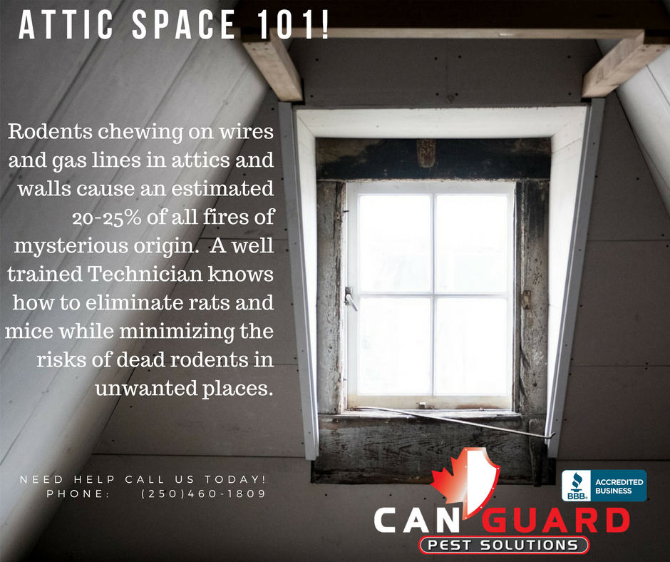 CanGuardPest's tweet photo. #PentictonBC #PestContolBC #CanGuard #YourPestControl #PestSolutionsBC https://t.co/leyJ0bYUPR https://t.co/VGzx7OgSvJ