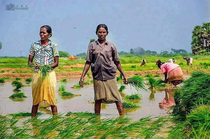 silentkillerss's tweet image. நமது நாடு சந்தை பொருளாதாரம் ஆகிவிட்டது....எப்போது உற்பத்தி பொருளாதாரம் ஆகிறதோ அப்போது தான் முன்னேற முடியும்...அதற்கு ஒரே வழி #saveformer