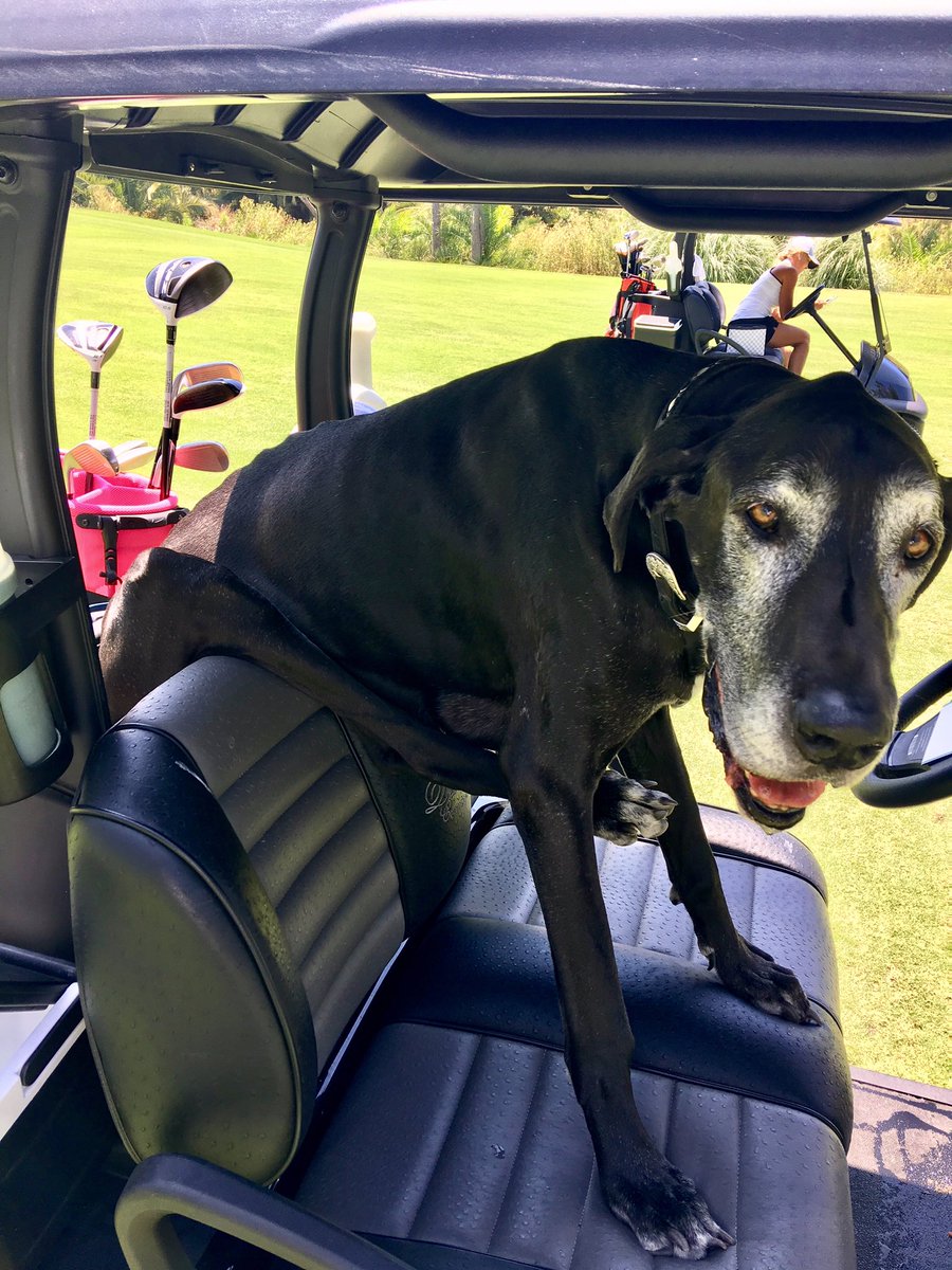 Jeremy_Roenick's tweet image. I think we&apos;re gonna need a bigger cart #Goliath #greatdaneproblems