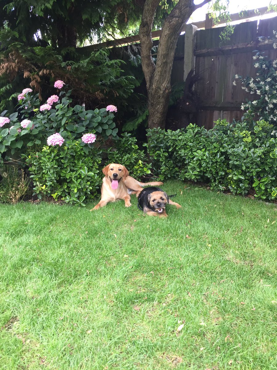 Buddy doesn't seem to care that I stole his pigs ear 🐾