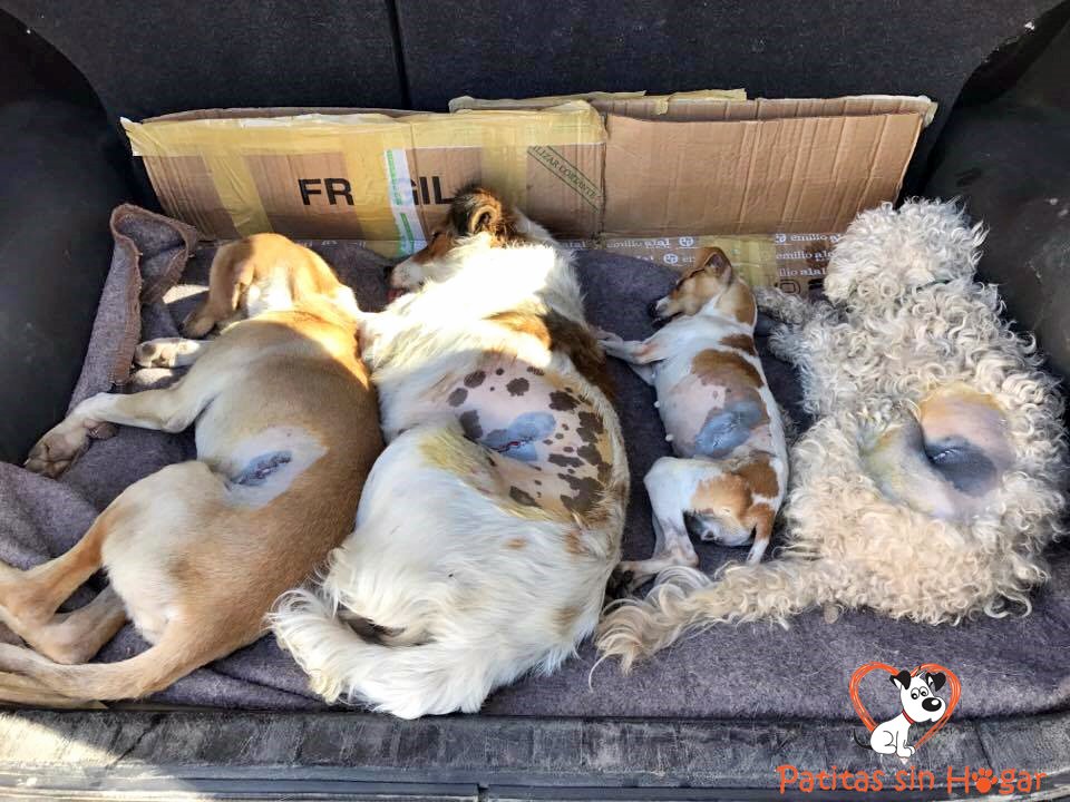 FundPatitas's tweet photo. Nos ayudás apadrinando una castración?  
BBVA Francés  cuenta: 20-471-000859/6
CBU: 01704710-20000000085960

Carolina 264-4597940 https://t.co/0v2tRRHTpc
