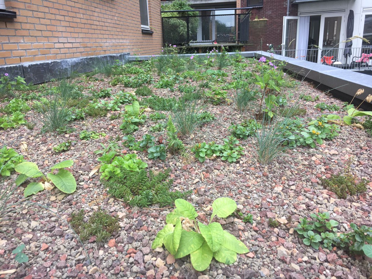 <a href="/020centrum/">Stadsdeel Centrum</a> <a href="/ZinCoBenelux/">ZinCo Benelux</a> Twee maanden later..#groendak