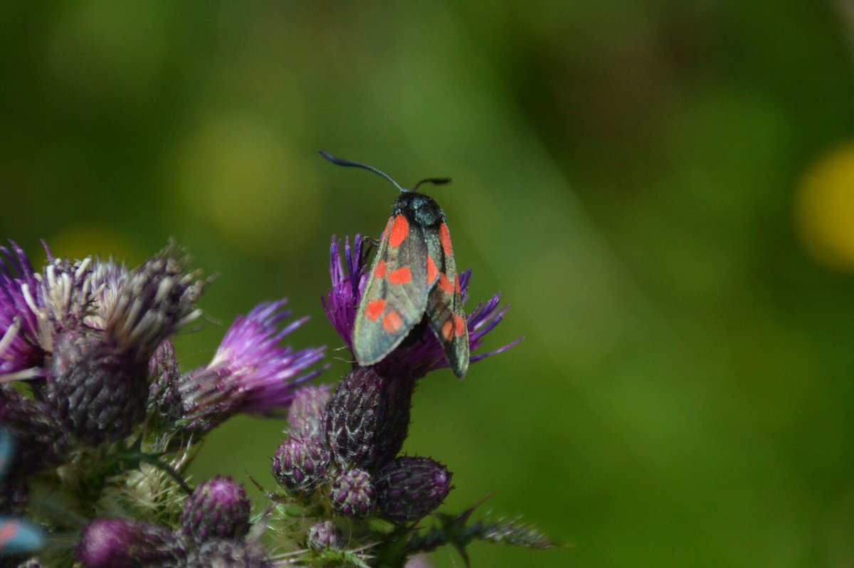 Lescarr51's tweet photo. Half an hour up #bromyarddowns this afternoon @BBCSpringwatch @wildlife_uk @Natures_Voice #NaturePhotography #butterflies #moths https://t.co/727Hw3an0a