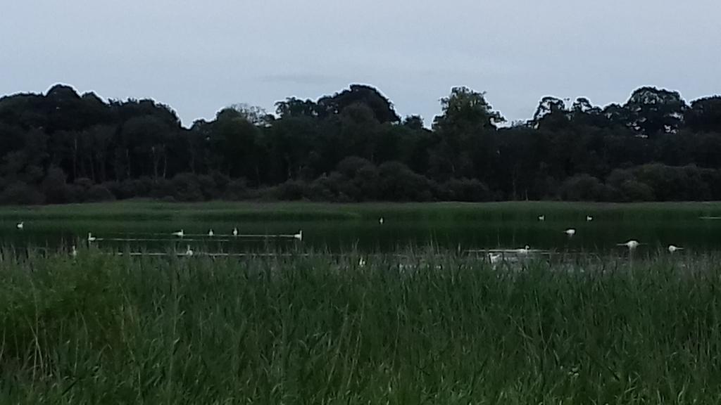 A matchbox (no idea what the collective is) of swans at <a href="/castle_loch/">Castle Loch</a> tonight.