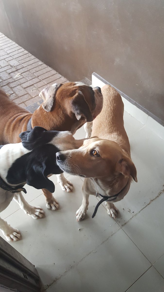 LuisMW20's tweet image. #RandomFactAboutMe Tengo 5 perros en mi casa!! 5! (Haha ninguno le gusta las fotos) 😅😅