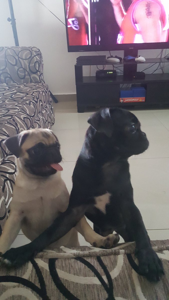 LuisMW20's tweet image. #RandomFactAboutMe Tengo 5 perros en mi casa!! 5! (Haha ninguno le gusta las fotos) 😅😅