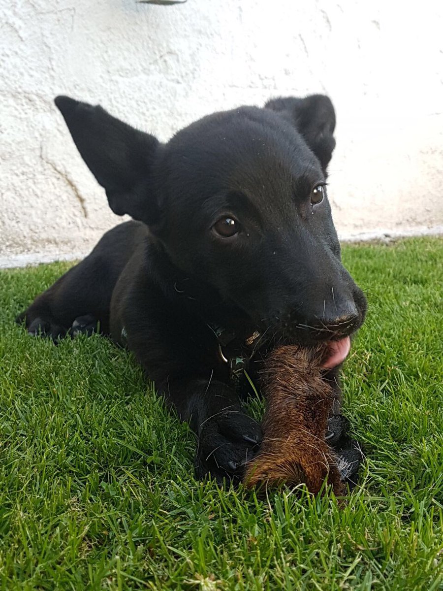 BEAUTY Nähe Aachen Geschlecht: weiblich
Alter: 4 Monate
Größe: klein (die Mama ist 25 cm groß)
Geimpft: ja
Gechippt: ja
Kastriert: nein