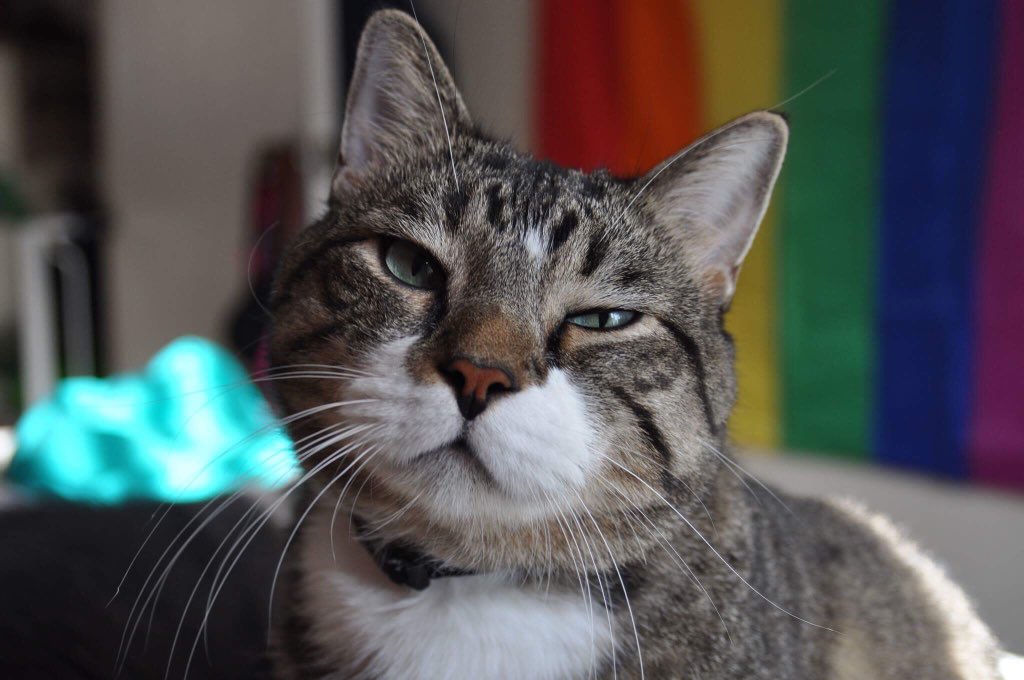 captainallly's tweet photo. @catsofinstagram Cheshire is handsome, and he knows it. https://t.co/hQleLHn1uM