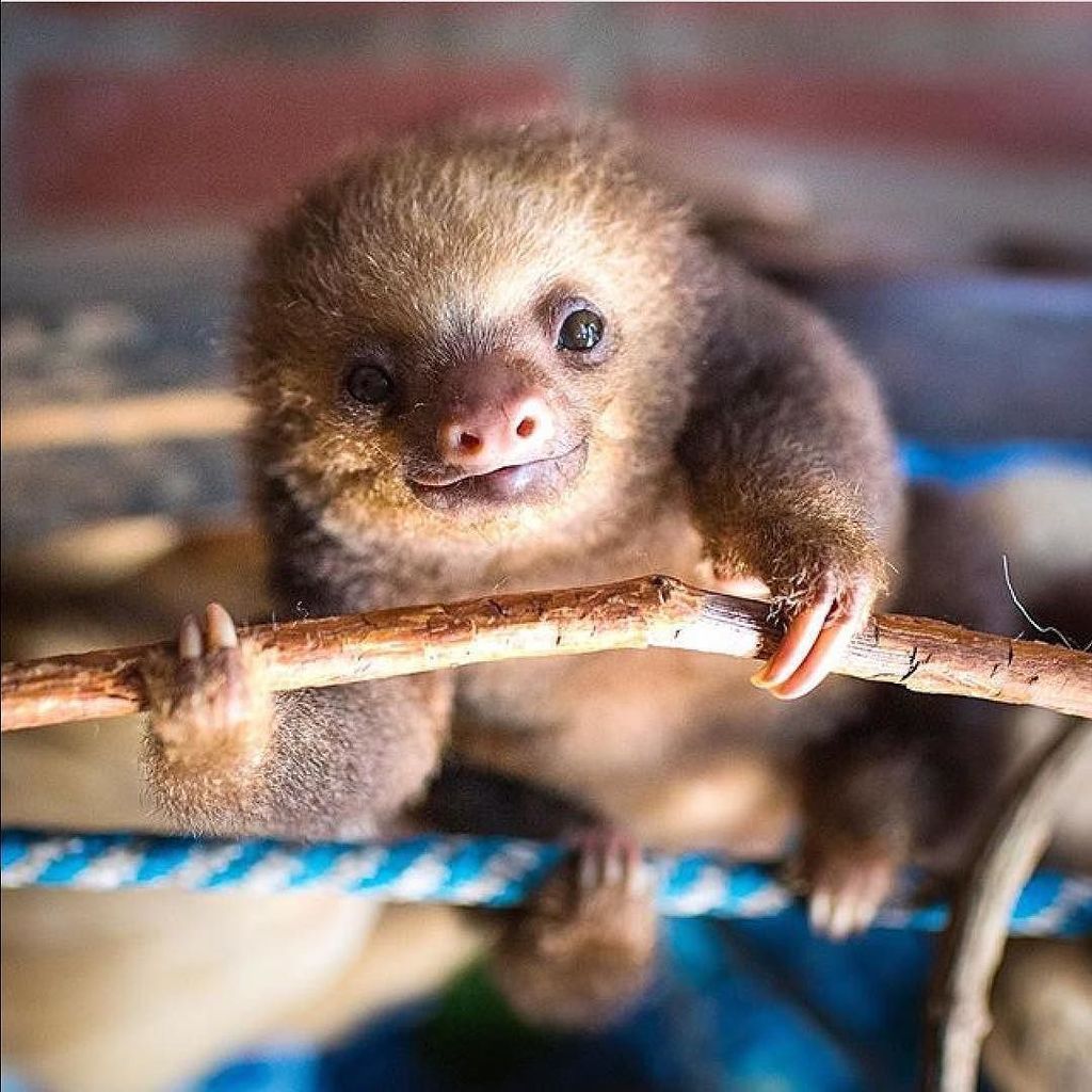 Cutest baby sloth #sloths #instasloths @toucanrescueranch ift.tt/2ska7CX