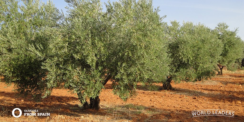 OliveOils_Spain's tweet image. In Spain we cultivate 25% of the olive groves on this entire planet! #WorldLeaders